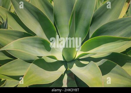 Agave attenuata, die in Mexiko beheimatet ist, wird oft als Löwenschwanz, Schwanenhals oder Fuchsschwanz bezeichnet. Stockfoto