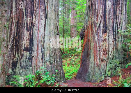 Alte Bäume, Lady Bird Grove des Redwood National Park. Stockfoto