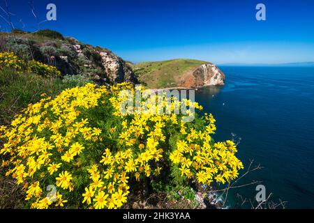 Giant Coreopsis oberhalb von Scorpion Cove, Santa Cruz Island, Channel Islands National Park, Kalifornien, USA Stockfoto