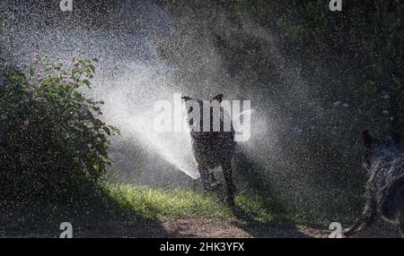 Hütende Hunde spielen im Wasser Stockfoto