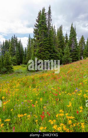 USA, Colorado, Shrine Pass, Vail. Blühende Landschaft im Sommer. Kredit als: Fred Lord / Jaynes Gallery / DanitaDelimont.com Stockfoto