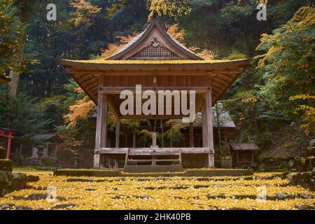 Japanischer Tempel, umgeben von gelben und orangefarbenen Ginko-Herbstblättern Stockfoto