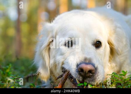 Golder Retreiver Hund, im Park, lächelnd, herumliegend. Retriever Dog. Stockfoto