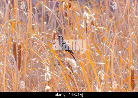 USA, Colorado, Frederick. Männliche Rotflügelamsel, die zwischen den Ratteln ruft. Stockfoto