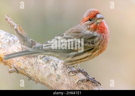 USA, Colorado, Fort Collins. Männlicher Hausfink am Bein. Stockfoto