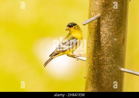 USA, Colorado, Fort Collins. Männlicher amerikanischer Goldfink am Futterhäuschen. Stockfoto