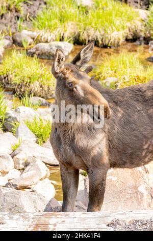 USA, Colorado, Cameron Pass. Nahaufnahme des einjährigen Bullenelchs. Stockfoto