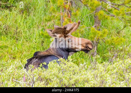 USA, Colorado, Cameron Pass. Ausgewachsene Bullenelche, die im Gras ruht. Stockfoto