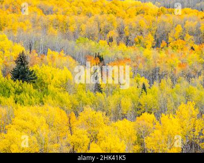 USA, Colorado, San Juan Gelbe und orange Herbstspen, Gunnison National Forest, Colorado Stockfoto