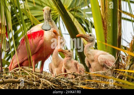 USA, Florida, Anastasia Island, Alligator Farm. Roseatlöffler auf Nest mit Küken, die um Nahrung bettelten. Kredit als: Cathy & Gordon Illg / Jaynes Stockfoto