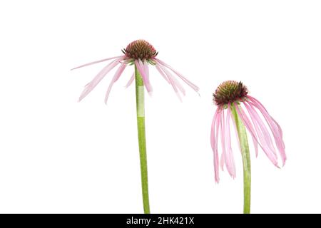 Hellviolette Kegelblumen. Marion County, Illinois, USA. Stockfoto