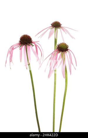 Hellviolette Kegelblumen. Marion County, Illinois, USA. Stockfoto