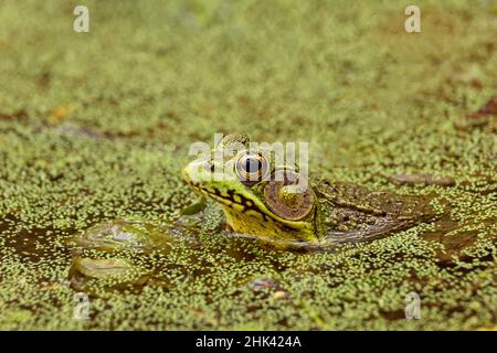 Südlichen Leopard Frog, Rana Sphenocephala, Kentucky Stockfoto