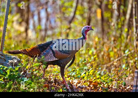 Nordamerika, USA, Minnesota, Mendota Heights , Wild Turkey Stockfoto