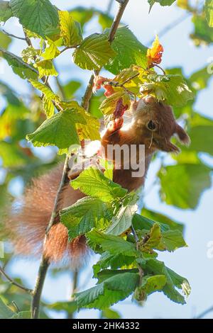 Rotes europäisches Eichhörnchen sammelt Haselnüsse im Baum Stockfoto