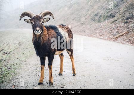 Junger männlicher Mufflon an einem nebligen Tag Stockfoto