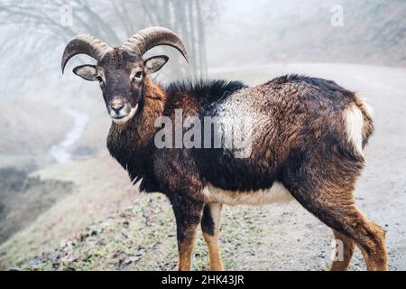 Junger männlicher Mufflon an einem nebligen Tag Stockfoto
