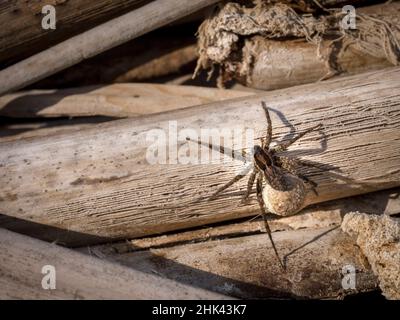 Weibliche Wolfsspinne mit Eiersack, Pahranagat National Wildlife Refuge, Nevada Stockfoto