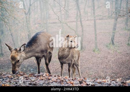 Baby Sika Hirsch in einem nebligen Wald Stockfoto