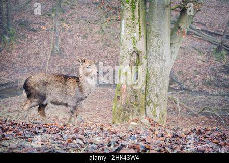 Baby Sika Hirsch in einem nebligen Wald Stockfoto