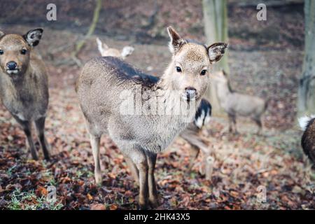 Baby Sika Hirsch in einem nebligen Wald Stockfoto