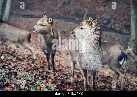 Baby Sika Hirsch in einem nebligen Wald Stockfoto