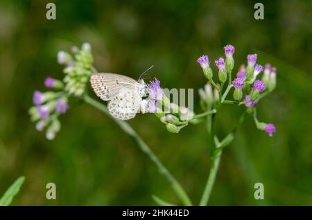 Blauer Schmetterling, Zizina otis, Fütterung mit Proboscis auf der Ziegenwespe, Ageratum conyzoides, Pering, Gianyar, Bali, Indonesien Stockfoto