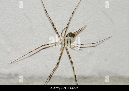Baumstamm Spinne, Hersiliidae Familie, getarnt an der Wand, Pering, Gianyar, Bali, Indonesien Stockfoto