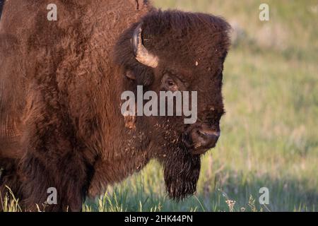 Bisonbulle im Theodore Roosevelt National Park, North Dakota, USA. Stockfoto