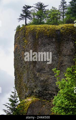 USA, Oregon. Columbia Gorge, Nadelbäume auf einer Klippe oberhalb der Oneonta Gorge. Stockfoto