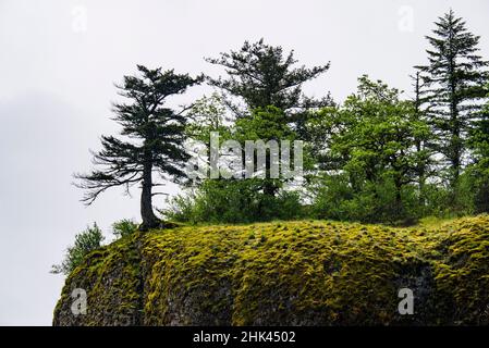 USA, Oregon. Columbia Gorge, Nadelbäume auf einer Klippe oberhalb der Oneonta Gorge. Stockfoto