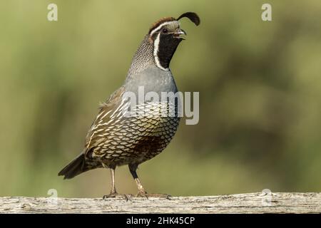 USA, Oregon, Harney County, California Quail Stockfoto