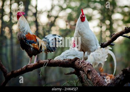 Die Zeltstadt in Lakewood, NJ, hat rund 70 Einwohner. Aus allen Gesellschaftsschichten leben die Bewohner am Rande und versuchen mit Spenden, allen Ansprüchen und Einfallsreichtum zuzuzuzuzuzukommen. Stockfoto