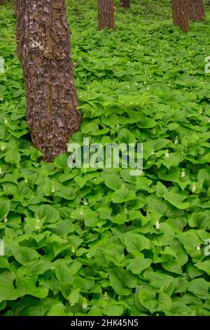 USA, Oregon, Lincoln County. Falsche Maiglöckchen und sitka-Fichten. Stockfoto