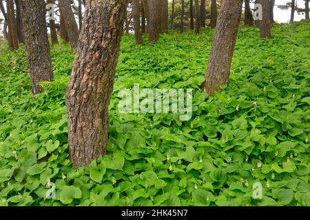 USA, Oregon, Lincoln County. Falsche Maiglöckchen und sitka-Fichten. Stockfoto