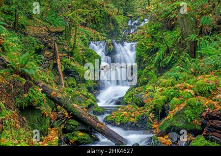 USA, Oregon. Columbia River Gorge National Scenic Area, Emerald Falls auf Gorton Creek im Herbst mit gefallenen Blättern und moosbedeckten Felsen und Bäumen. Stockfoto