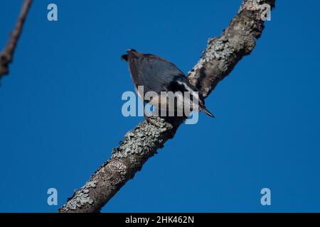 Rotreiher Nuthatch blickt von einem kleinen Baumzweig in New York herab Stockfoto