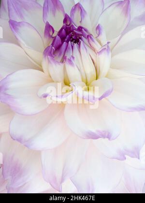 USA, Oregon, Canby, Clackamas County. Makro einer Dahlia-Sorte. Stockfoto