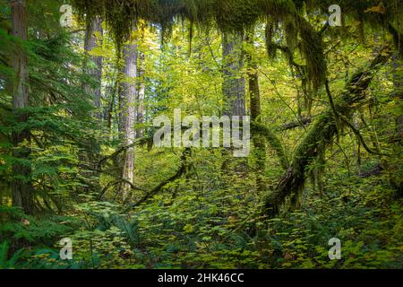 Moosbewachsene Bäume entlang des McKenzie River Trail, Cascade Mountains, Oregon. Stockfoto