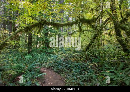 Moosbewachsene Bäume entlang des McKenzie River Trail, Cascade Mountains, Oregon. Stockfoto