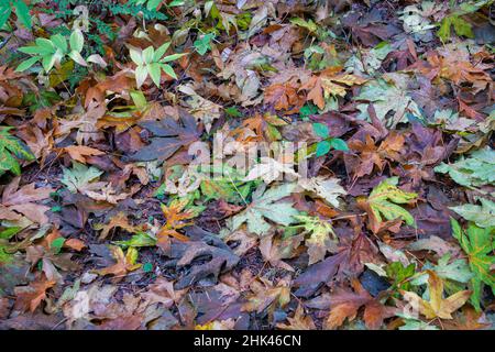 Herbstfärbungen auf dem Boden in der Nähe des McKenzie River, Willamette National Forest, Cascade Mountains, Oregon. Stockfoto