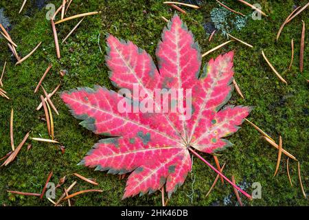 Ein einziges herbstfarbenes Ahornblatt mit roter Rebe auf moosbedecktem Boden in der Nähe des McKenzie River, Willamette National Forest, Cascade Mountains, Oregon. Stockfoto