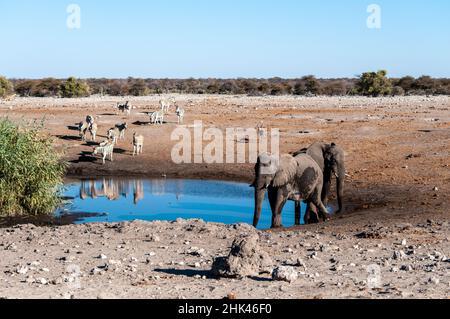 Afrikanische Elefanten, Zebras und Antilopen treffen in der Nähe von einem Wasserloch im Etosha National Park, Namibia. Stockfoto