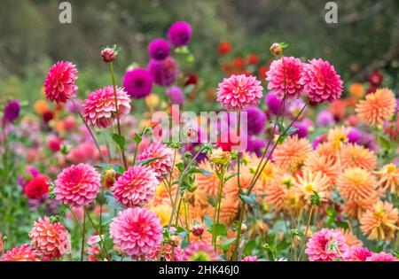 USA, Oregon, Canby, Swam Island Dahlias, Dahlia Blumengarten in voller Farbe Stockfoto