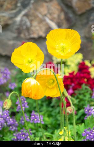 Longwood Gardens, Island Mohn, Kennett Square, Pennsylvania, USA Stockfoto