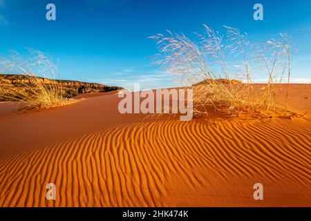 Sanddünen und Gras, Coral Pink Sand Dunes State Park, Kane County, Utah, USA. Stockfoto