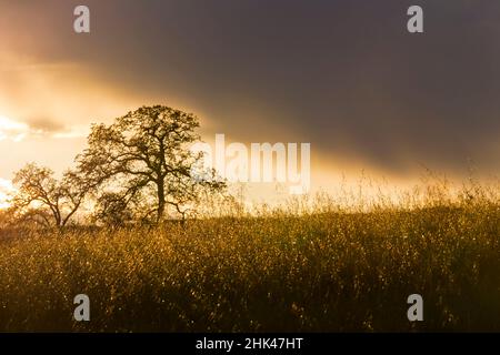 USA, Kalifornien, Black Butte Lake. Hinterleuchtete Eichen und Gras bei Sonnenuntergang. Kredit als: Don Paulson / Jaynes Gallery / DanitaDelimont.com Stockfoto