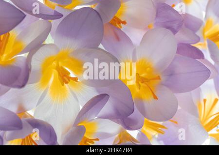 USA, Staat Washington, Seabeck. Frühlingskrokus-Blüten aus nächster Nähe. Kredit als: Don Paulson / Jaynes Gallery / DanitaDelimont.com Stockfoto