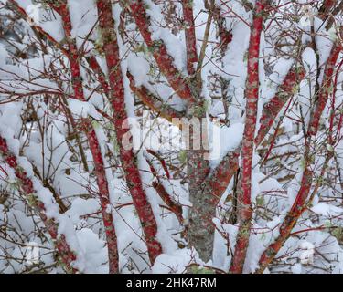 USA, Staat Washington, Seabeck. Schneebedeckter japanischer Ahornbaum mit Korallenrinde. Kredit als: Don Paulson / Jaynes Gallery / DanitaDelimont.com Stockfoto