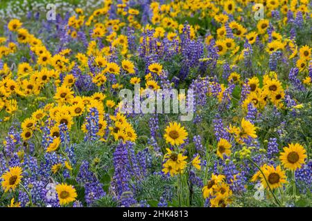 Blüht im Frühling mit massenhaften Lupin-Feldern, Arrow Leaf Balsamroot in der Nähe des Dalles Mountain State Park, Washington State Stockfoto